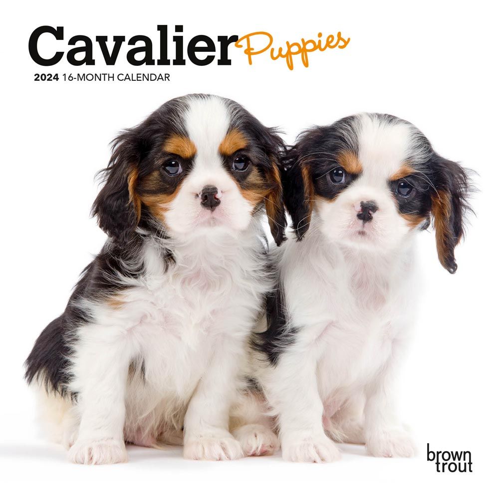 Cavalier King Charles Puppies 2024 Mini Wall Calendar