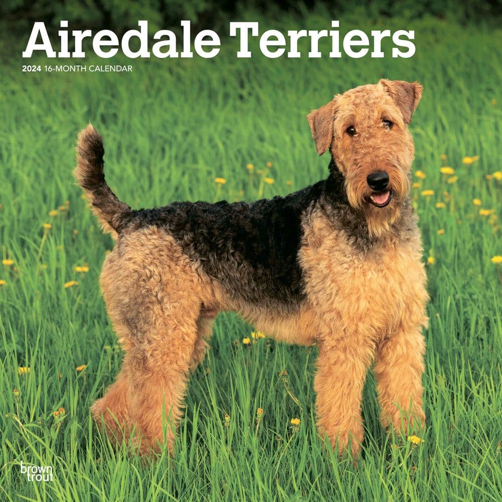 Airedale Terriers 2024 Wall Calendar