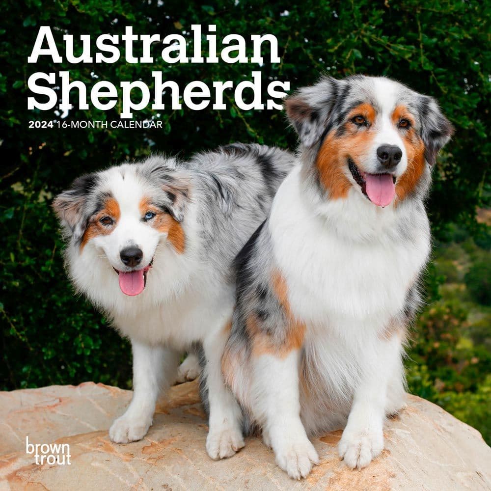 Australian Shepherd 2024 Mini Wall Calendar