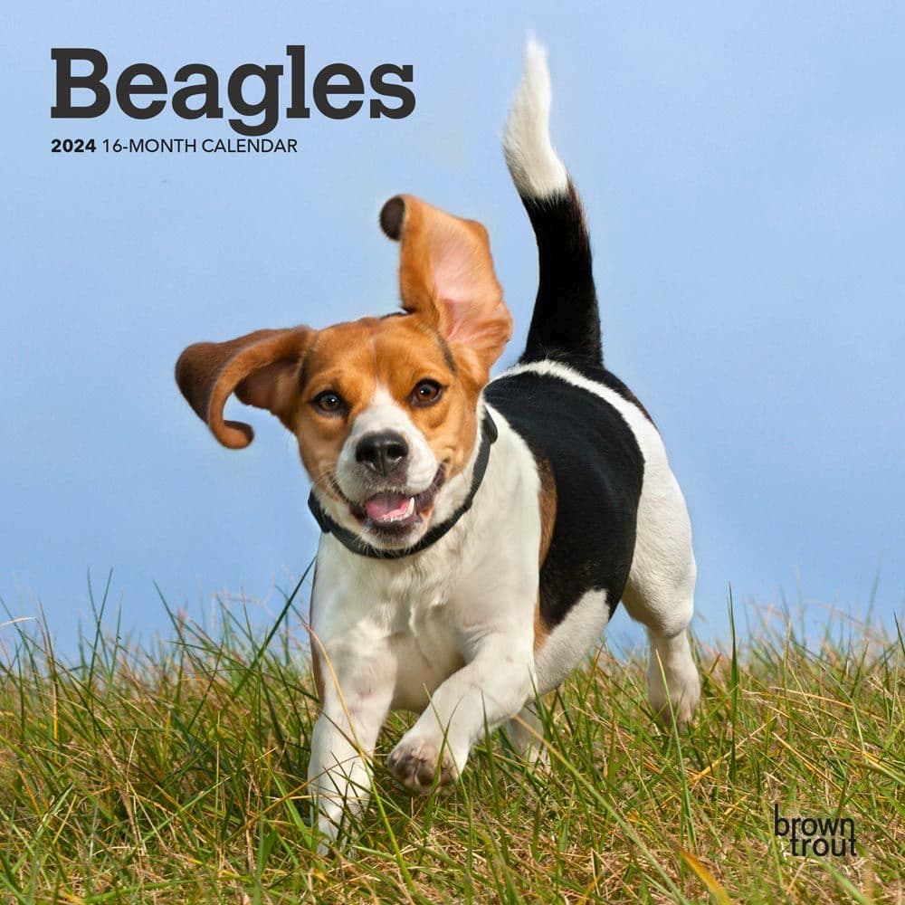 Beagle 2024 Mini Wall Calendar
