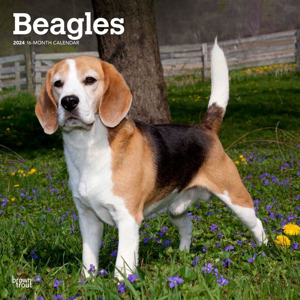 Beagles 2024 Wall Calendar