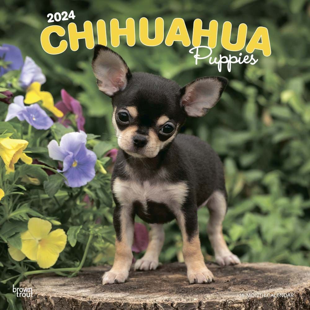 Chihuahua Puppies  2024 Wall Calendar