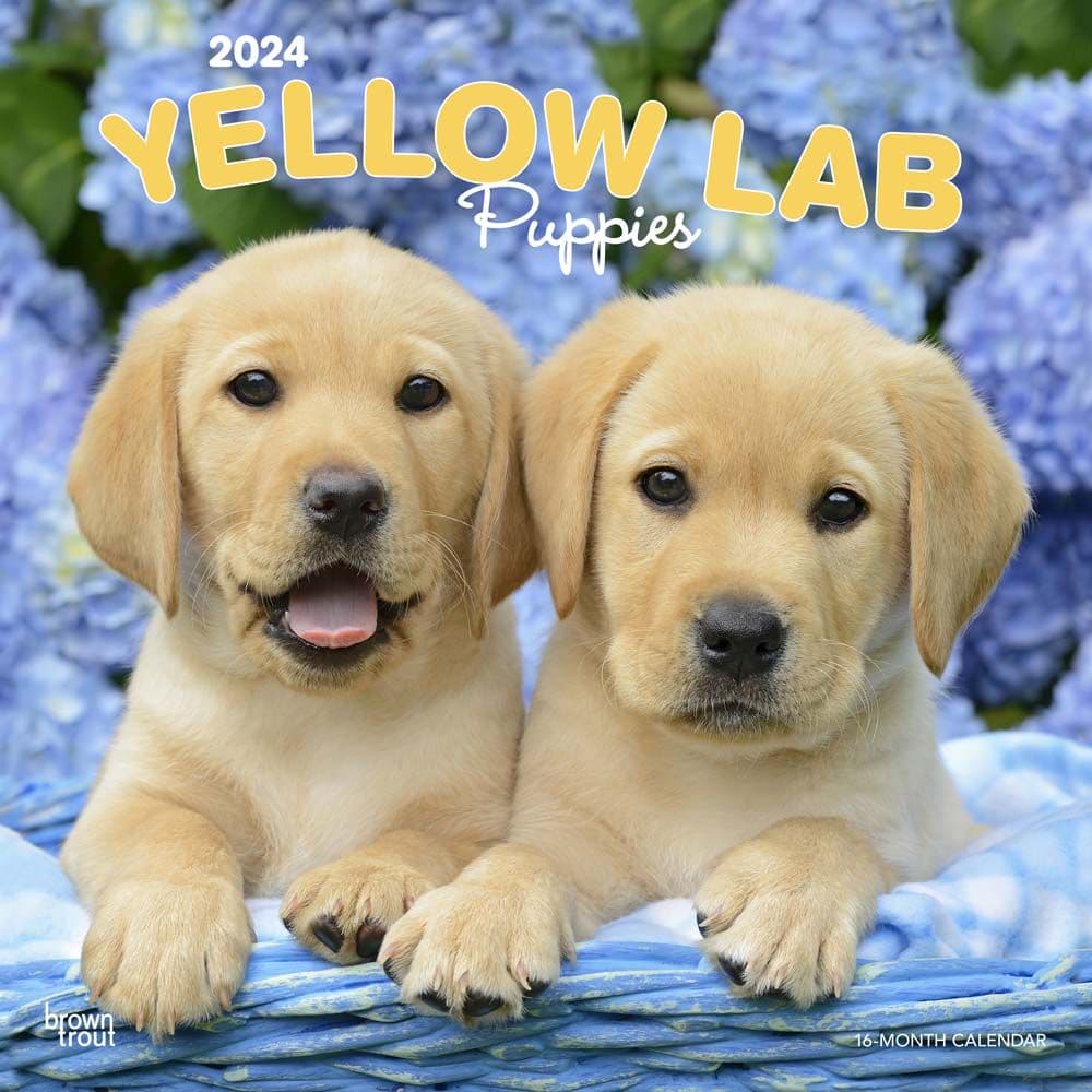 Yellow Lab Retriever Puppies 2024 Wall Calendar