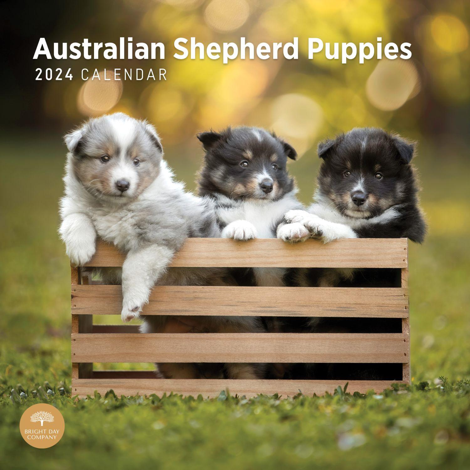 Australian Shepherd Puppies 2024 Wall Calendar