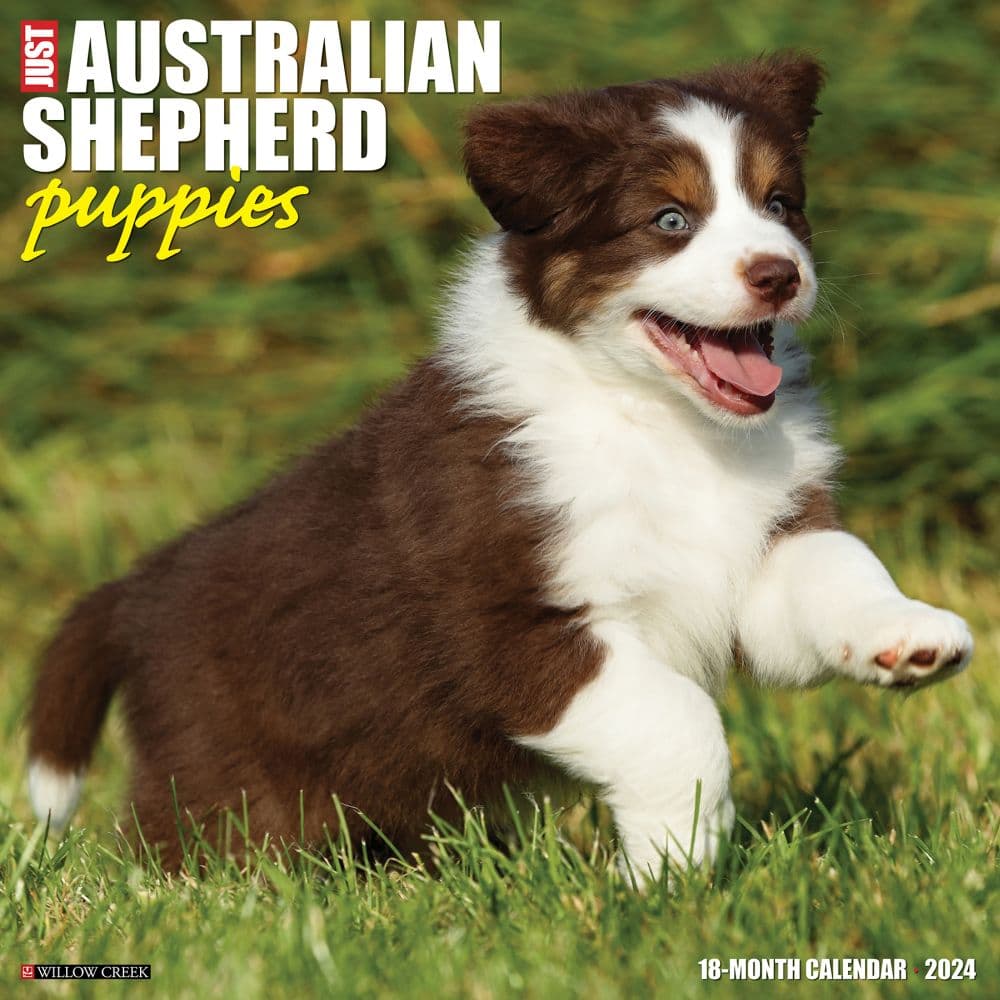 Just Australian Shepherd Puppies 2024 Wall Calendar