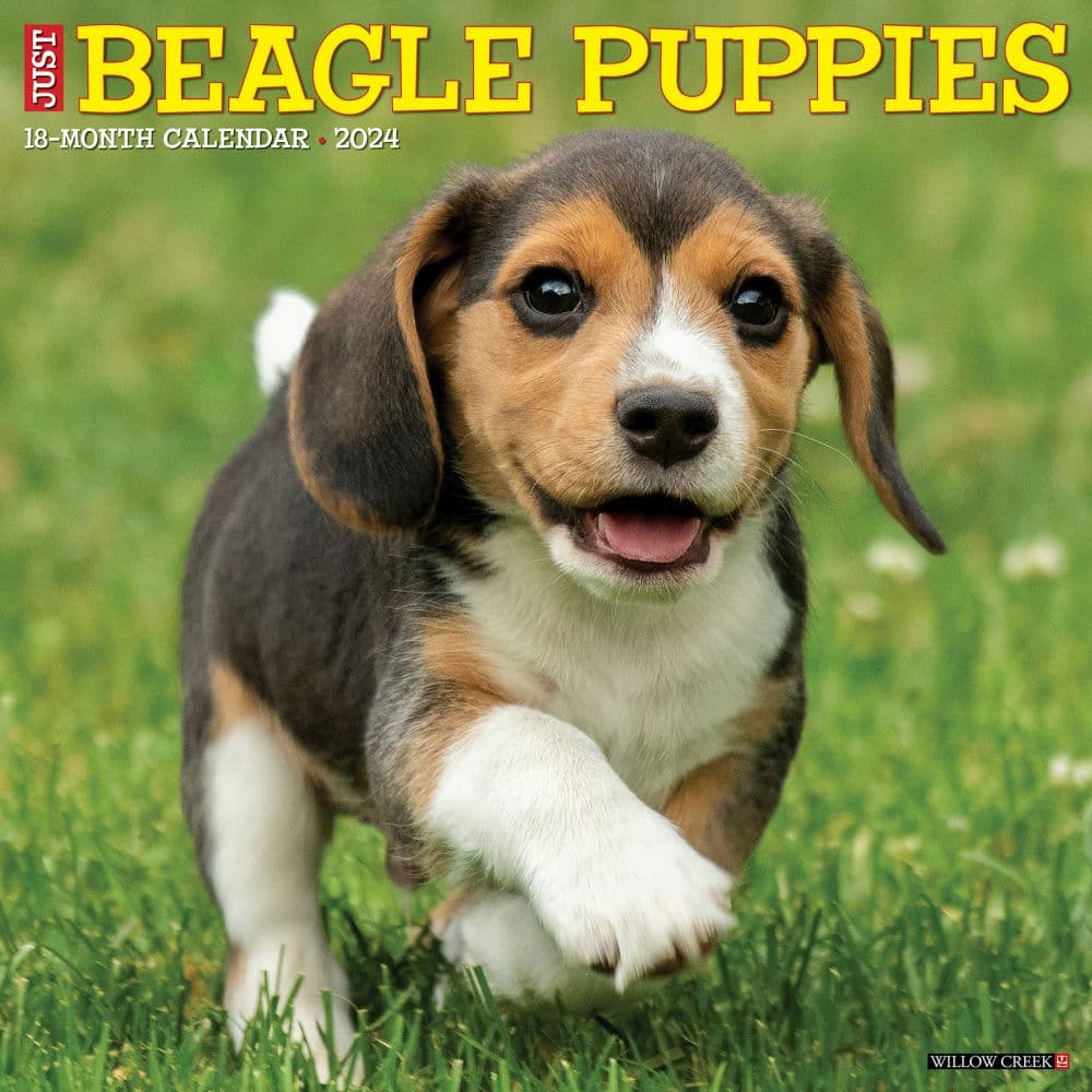 Just Beagle Puppies 2024 Wall Calendar