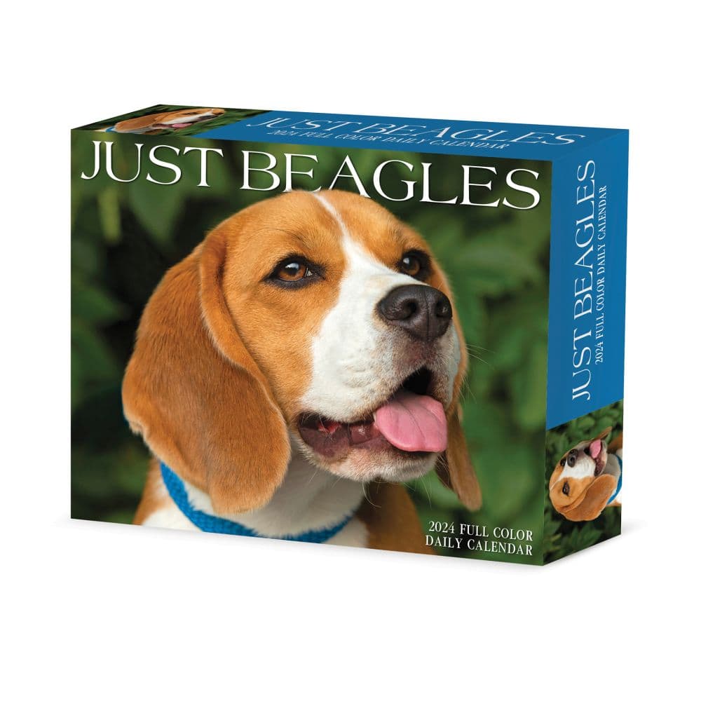 Just Beagles 2024 Desk Calendar