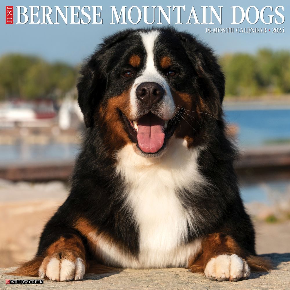 Just Bernese Mountain Dogs 2024 Wall Calendar