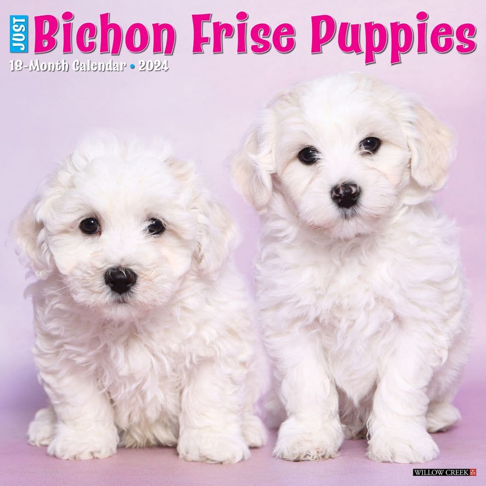 Just Bichon Frise Puppies 2024 Wall Calendar