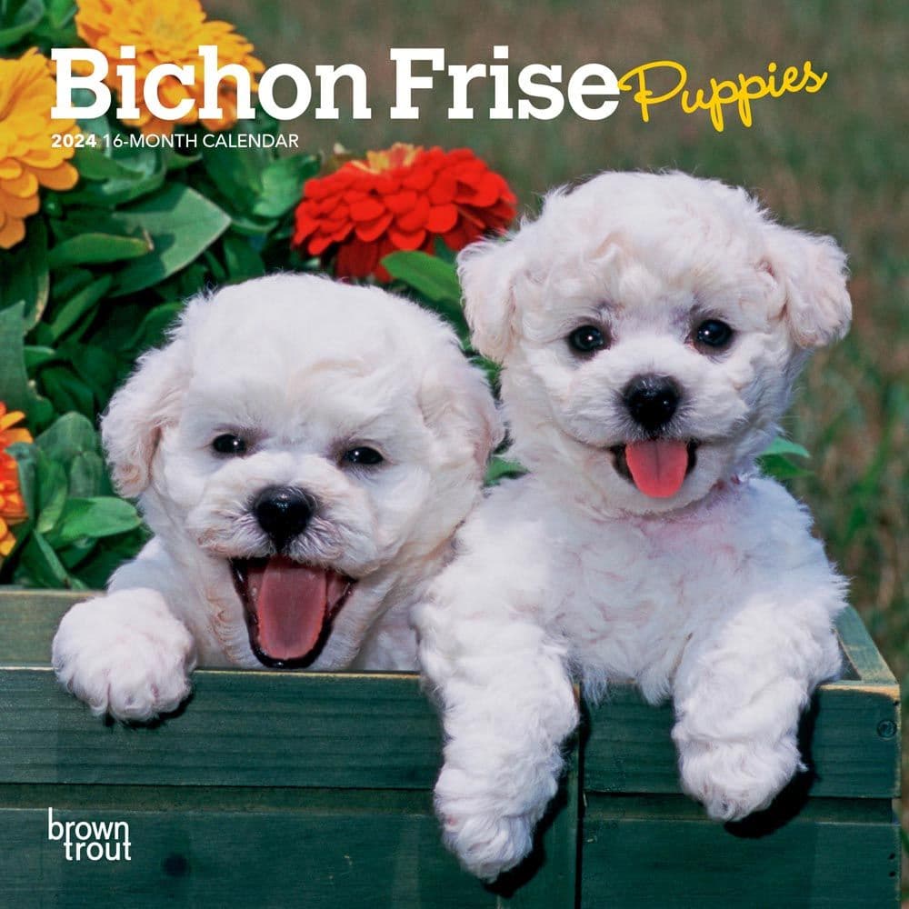 Bichon Frise Puppies 2024 Mini Wall Calendar
