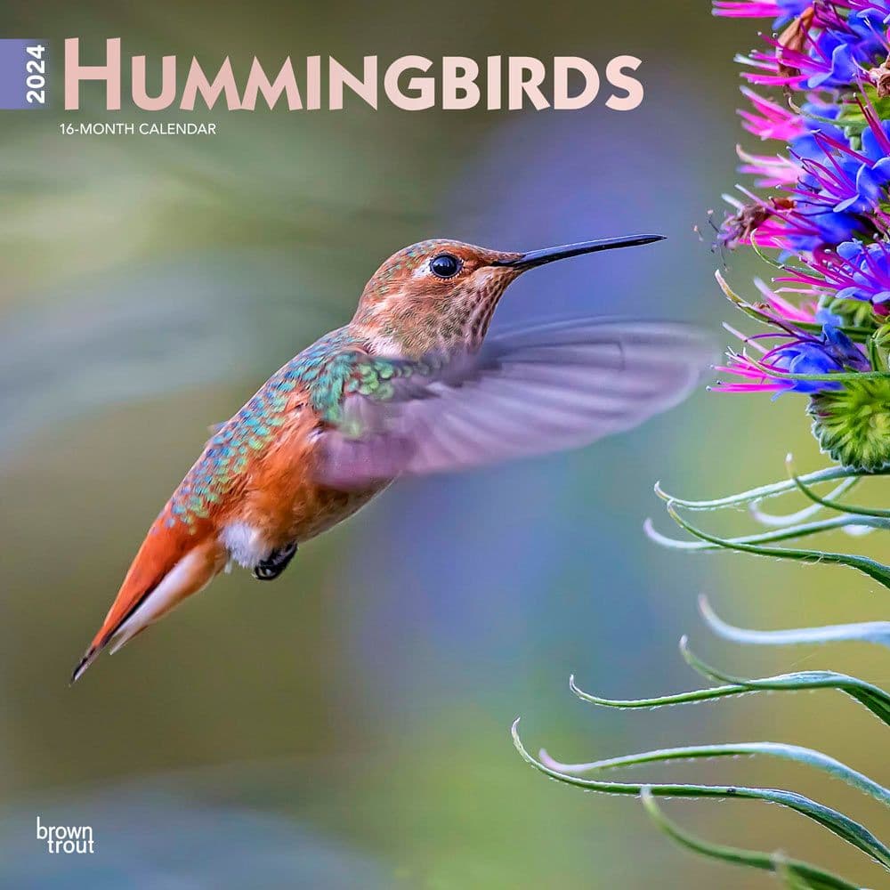 Hummingbirds  2024 Wall Calendar