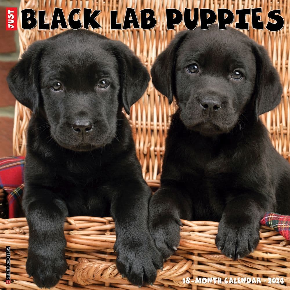 Just Black Lab Puppies 2024 Wall Calendar