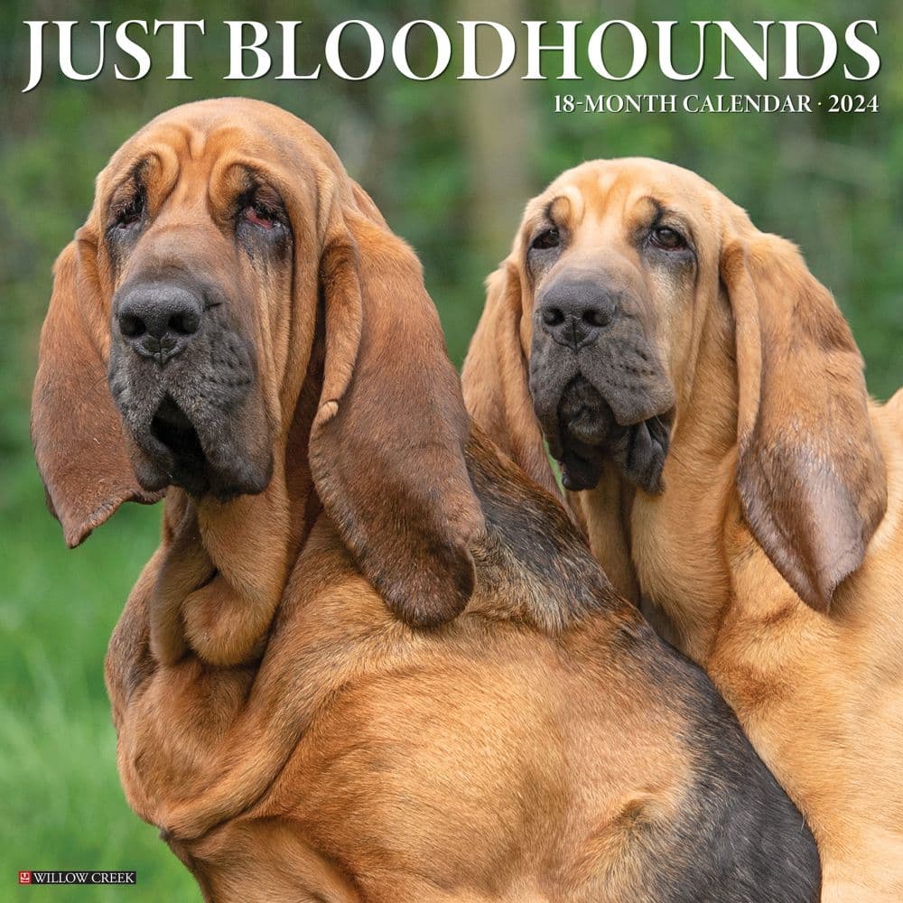 Just Bloodhounds 2024 Wall Calendar