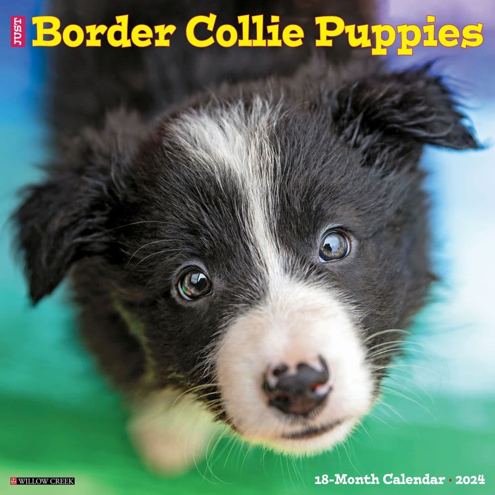 Just Border Collie Puppies 2024 Wall Calendar