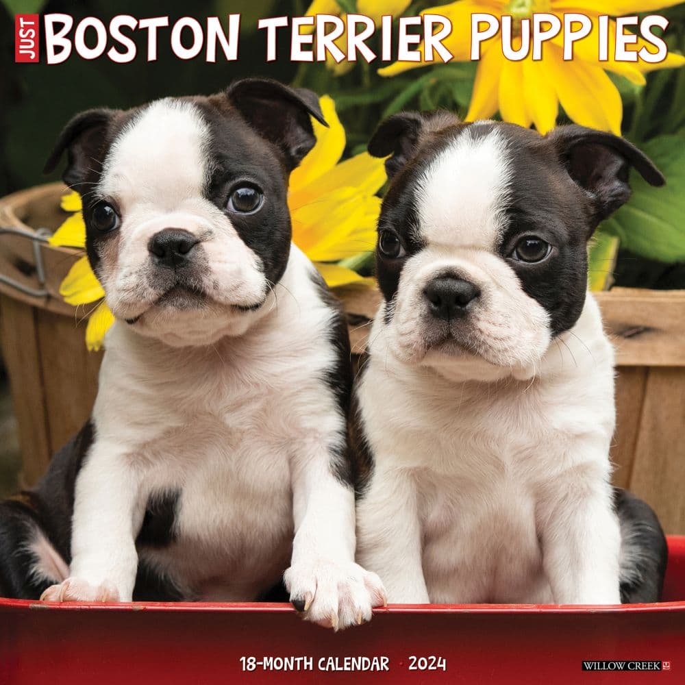 Just Boston Terrier Puppies 2024 Wall Calendar
