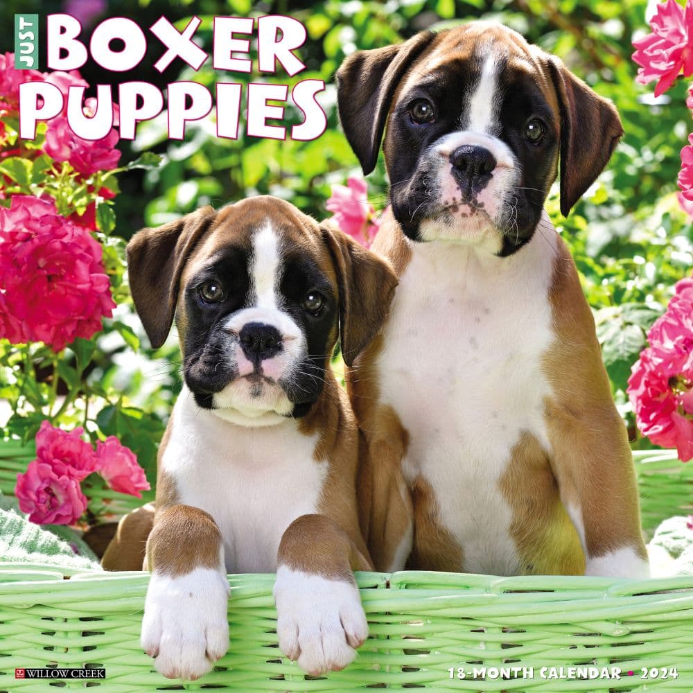Just Boxer Puppies 2024 Wall Calendar