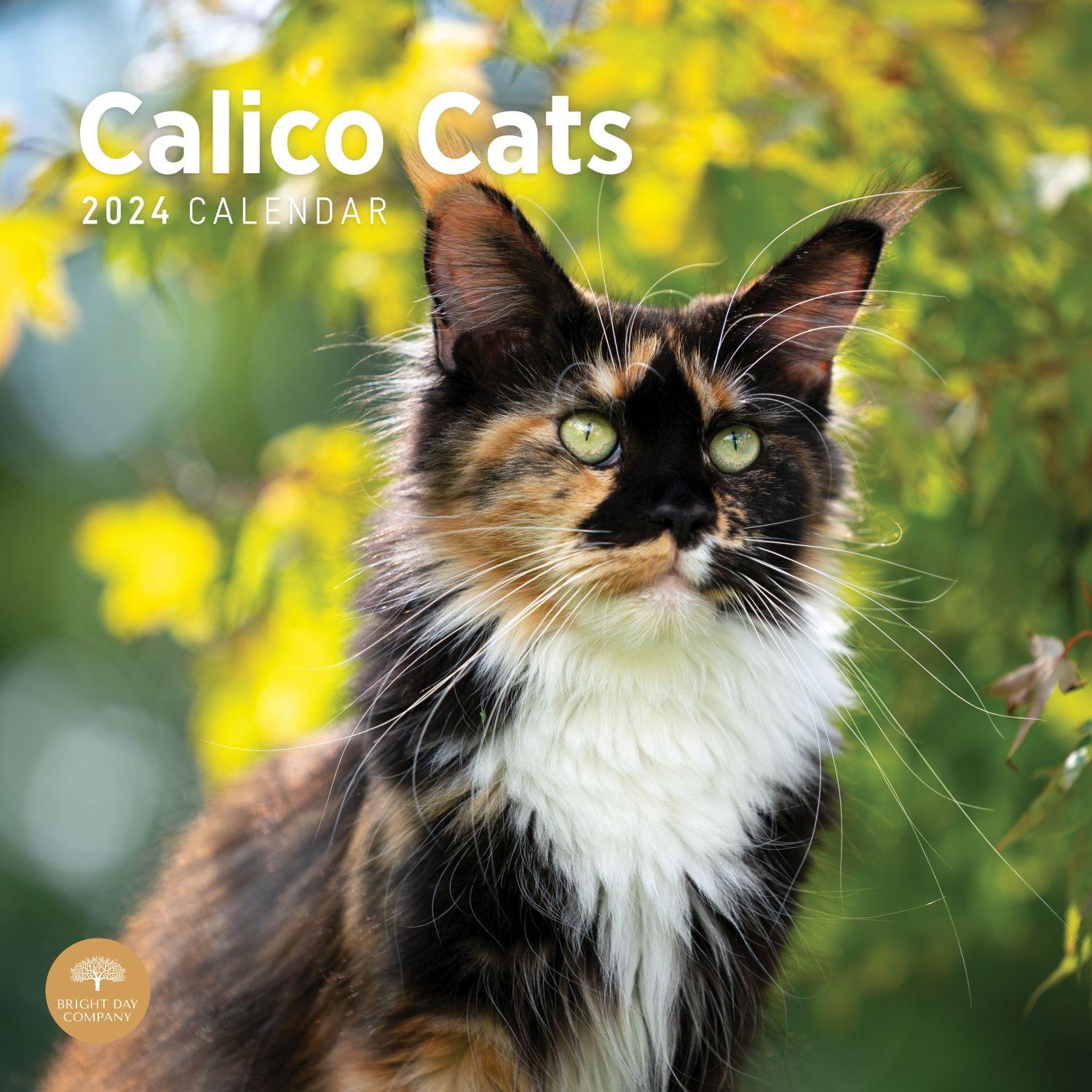 Calico Cats 2024 Wall Calendar